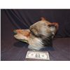 Image 2 : WEREWOLF STATIC CONCEPT HEAD JOHN BUECHLER F/X SHOP LIQUIDATION