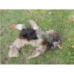 INDIAN WOLF SKIN HEAD DRESS 1 JOHN BUECHLER F/X SHOP LIQUIDATION