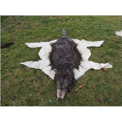 INDIAN WOLF SKIN CEREMONIAL HEADDRESS 3 JOHN BUECHLER F/X SHOP LIQUIDATION