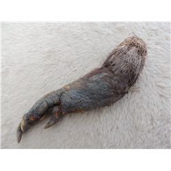 CRITTERS SCREEN USED CRITE PUPPET ARM WITH NAILS AND FUR