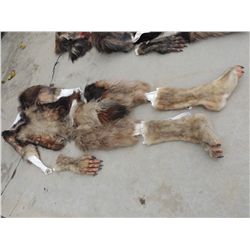 SHAPE SHIFTERS WEREWOLF COSTUME 1 JOHN BUECHLER F/X SHOP LIQUIDATION