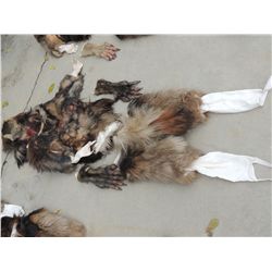 SHAPE SHIFTERS WEREWOLF COSTUME 2 JOHN BUECHLER F/X SHOP LIQUIDATION