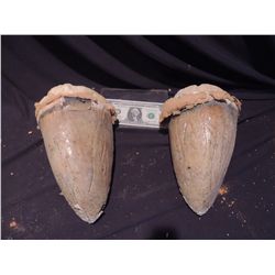 CARNOSAUR LIFE SIZE DINOSAUR TOE CLAWS JOHN BUECHLER F/X SHOP LIQUIDATION