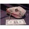Image 1 : ANIMATRONIC ALIEN CREATURE MUTANT DINOSAUR HEAD JOHN BUECHLER F/X SHOP LIQUIDATION