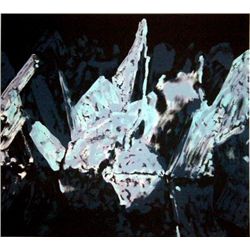 Peter Alexander Signed LE Art Print Sitka