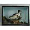 Image 1 : A stuffed and mounted duck