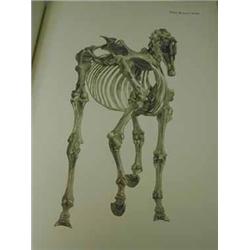 George Stubbs 'The Anatomy Of The Horse'