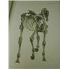 Image 1 : George Stubbs 'The Anatomy Of The Horse'