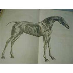 George Stubbs 'The Anatomy Of The Horse'
