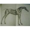 Image 1 : George Stubbs 'The Anatomy Of The Horse'