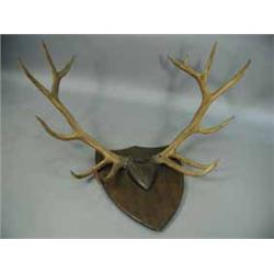 A set of red deer antlers