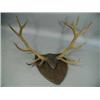 Image 1 : A set of red deer antlers