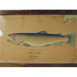 An Edwardian trophy painting of a trout in watercolour inscribed 'Caught in Monkton Pond June 2nd 19