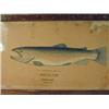 Image 1 : An Edwardian trophy painting of a trout in watercolour inscribed 'Caught in Monkton Pond June 2nd 19