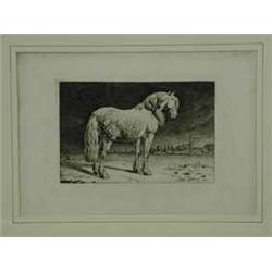 Paulus Potter STUDY OF A DAPPLE GREY HORSE dry point etching