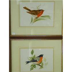 Trevor Ward A MALE BULLFINCH AND A COCK ROBIN two watercolours and pencil