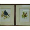 Image 1 : Trevor Ward A WREN AND A STARLING two watercolours and pencil