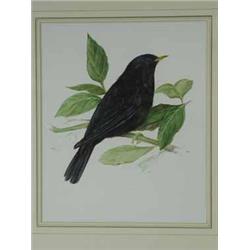 Trevor Ward A MALE BLACKBIRD AND A THRUSH two watercolours and pencil