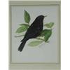 Image 1 : Trevor Ward A MALE BLACKBIRD AND A THRUSH two watercolours and pencil