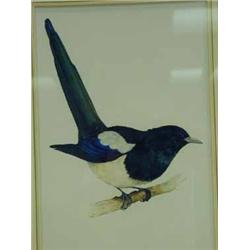 Trevor Ward A MAGPIE AND TWO HOUSE SPARROWS watercolour and pencil