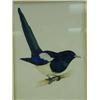 Image 1 : Trevor Ward A MAGPIE AND TWO HOUSE SPARROWS watercolour and pencil