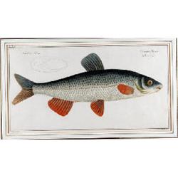 4 Bll. kolorierte Kupferstiche
