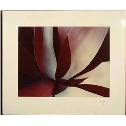Allan Bruce Zee Homage to O'Keeffe Art Print Flower