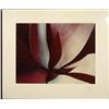 Image 1 : Allan Bruce Zee Homage to O'Keeffe Art Print Flower