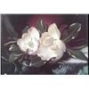 Image 1 : White Flowers Oil Print on Textured Canvas Art