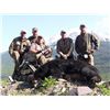 Image 1 : BLACK BEAR HUNT FOR A FAMILY