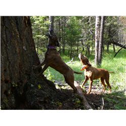 HUNTING HOUND TRAINING AND BLACK BEAR HUNT FOR ONE