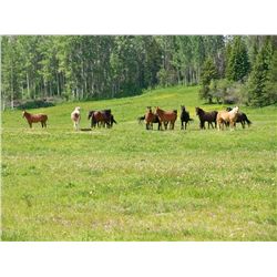 BLACK BEAR HUNT IN THE CARIBOO