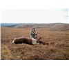 Image 1 : MOUNTAIN CARIBOU HUNT