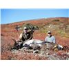 Image 5 : MOUNTAIN CARIBOU HUNT