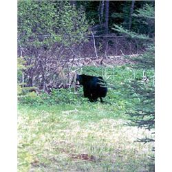 SPRING BLACK BEAR HUNT