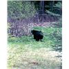 Image 1 : SPRING BLACK BEAR HUNT
