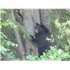 Image 4 : SPRING BLACK BEAR HUNT