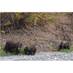 GRIZZLY BEAR VIEWING FOR 4