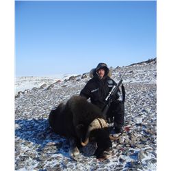 GREENLAND MUSKOX HUNT