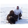 Image 3 : GREENLAND MUSKOX HUNT