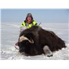 Image 4 : GREENLAND MUSKOX HUNT