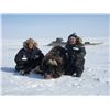 Image 5 : GREENLAND MUSKOX HUNT