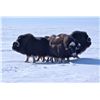 Image 6 : GREENLAND MUSKOX HUNT