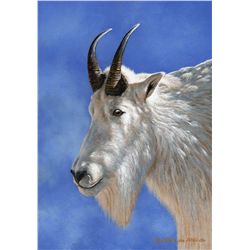 "HEAD STUDY - MOUNTAIN GOAT" ARTIST OF THE YEAR ENTRY BY JOHN DE JONG
