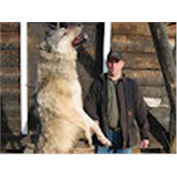WINTER WOLF HUNT