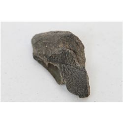 Fossil Tooth