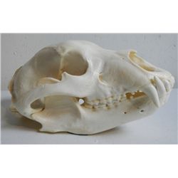 Bear Skull
