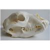Image 1 : Bear Skull