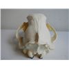 Image 2 : Bear Skull