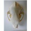 Image 3 : Bear Skull